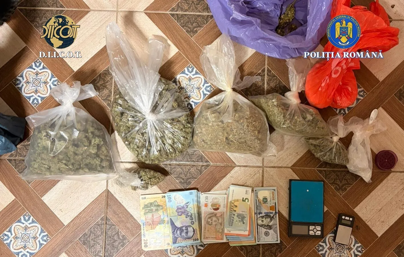 captura timis 2 captura timis 2