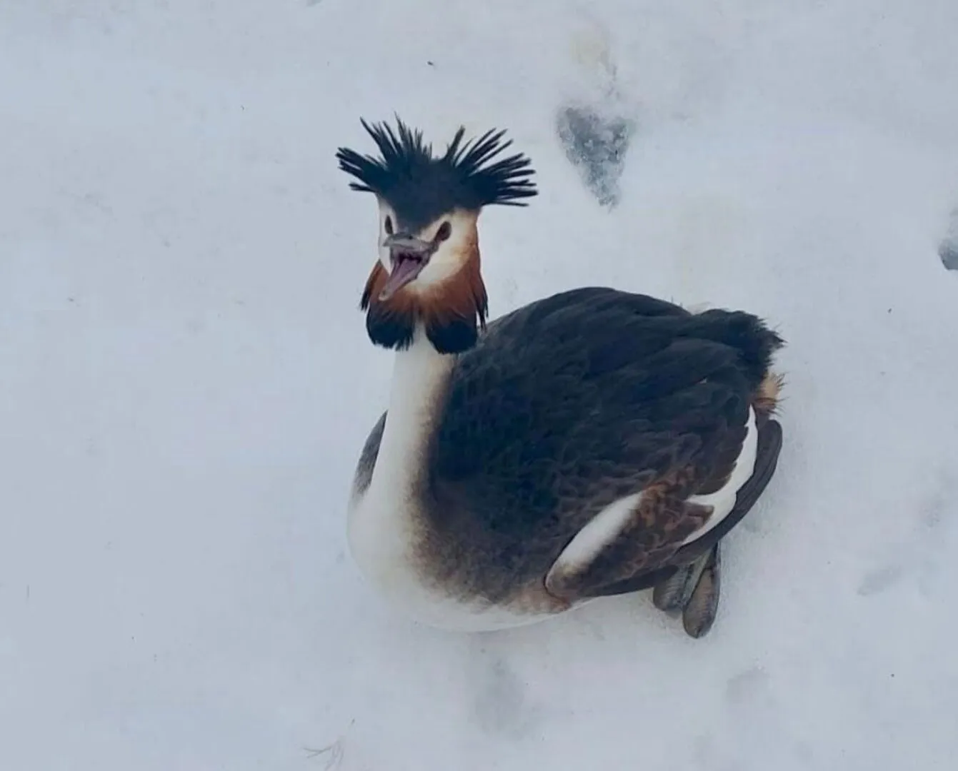 FOTO Pasăre dintr-o specie protejată, salvată de un polițist local din Capitală