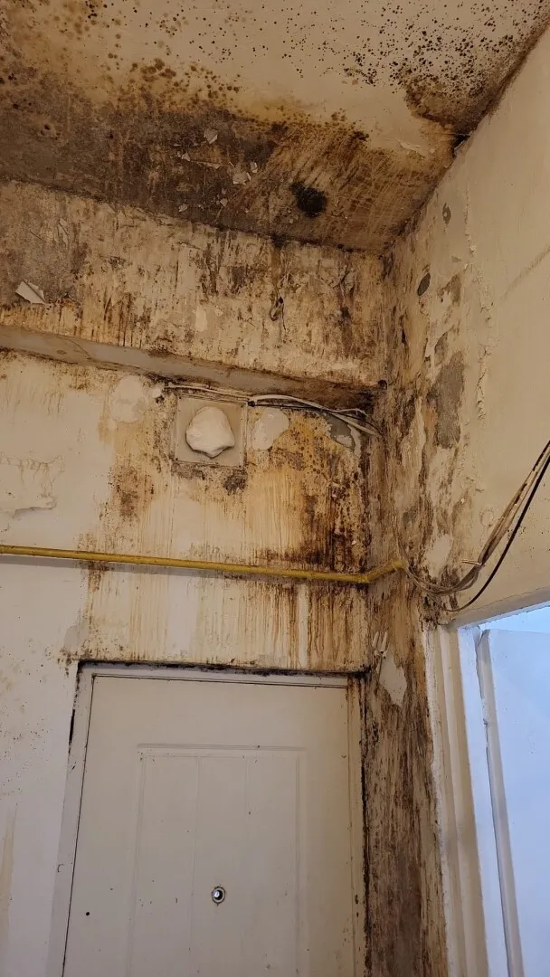 VIDEO-FOTO Mizerie, mucegai și gândaci în bucătării: ANPC a dat amenzi de aproape 6 milioane de lei și a închis zeci de operatori