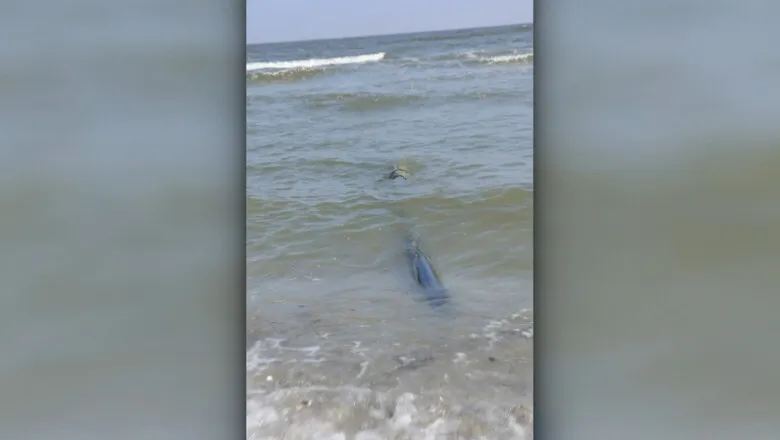 Ministra Mediului face amenințări după ce au fost descoperite țevi îngropate în nisip, suspectate că evacuau ape netratate în mare