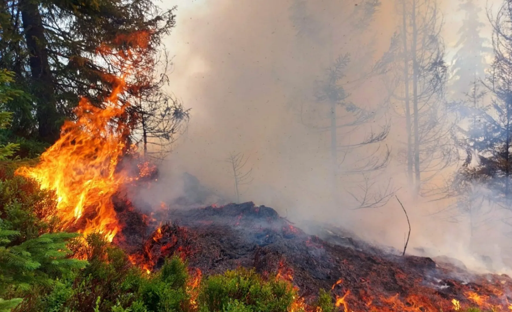 Un incendiu de pădure a izbucnit în localitatea Parva din județul Bistrița-Năsăud