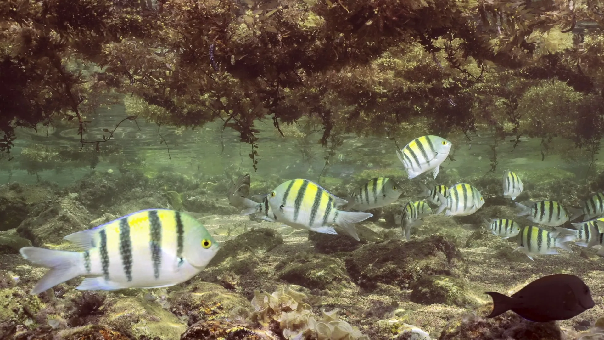 Există o mare unică în lume: Nu are niciun țărm și nu aparține nici unei națiuni