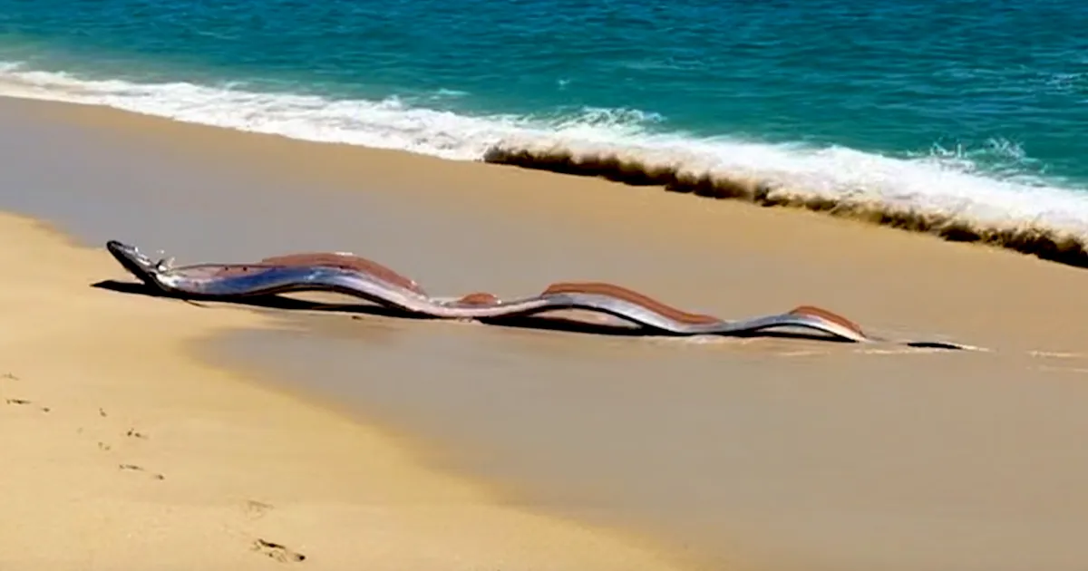 VIDEO Apariție rară și îngrijorătoare: Doi 'pești ai Apocalipsei' au fost descoperiți pe o plajă din Mexic de către turiști
