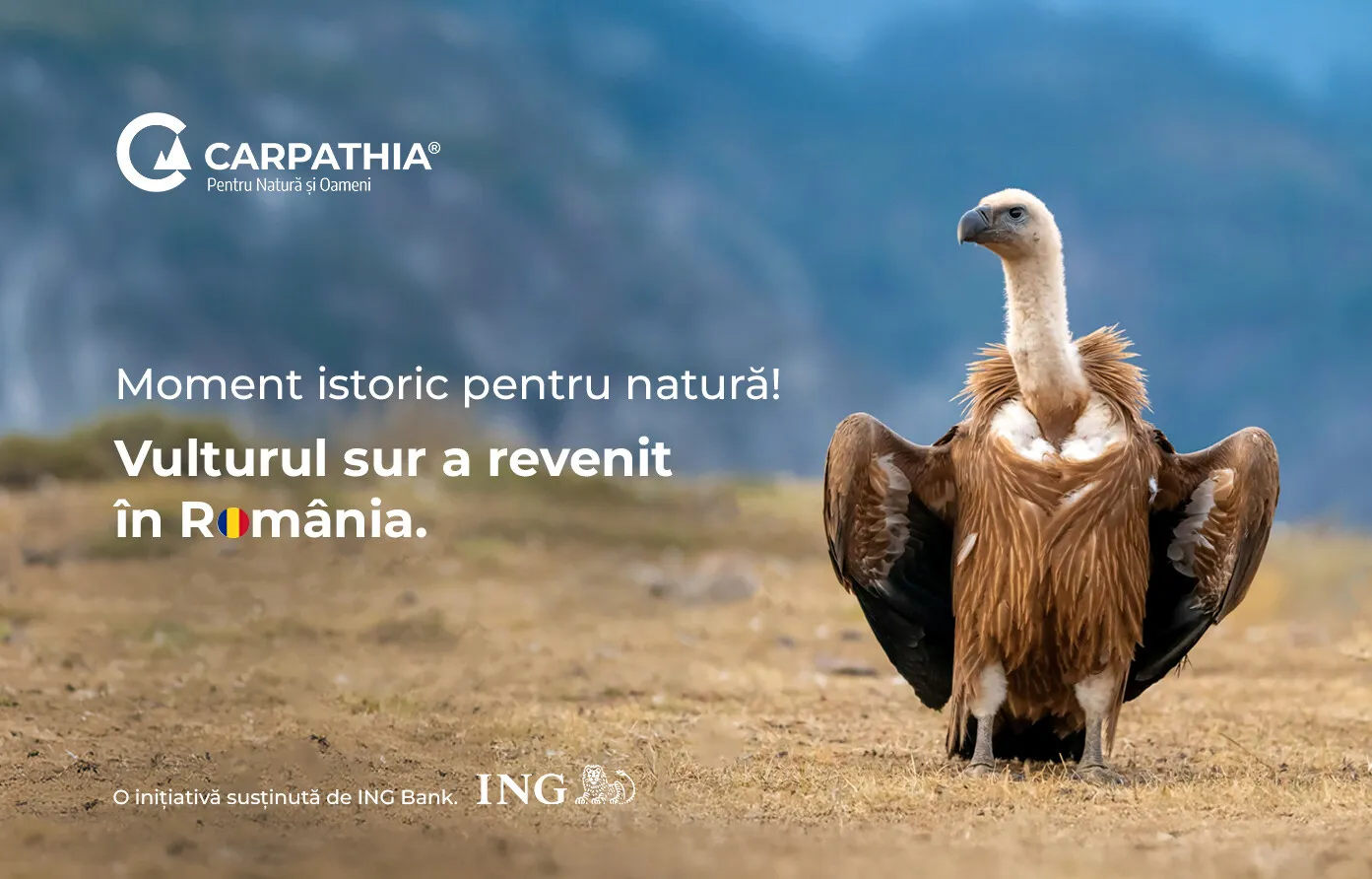 Vulturii suri revin în România după mai bine de 70 de ani: primele 25 de exemplare au ajuns în Masivul Făgăraș