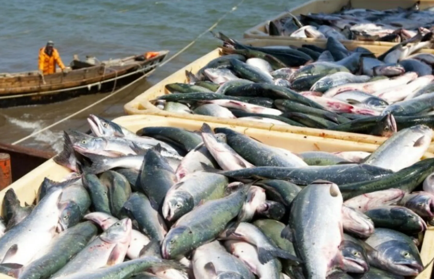 Încă un capitol la care stăm prost: producția de pește din România s-a prăbușit, în timp ce restul planetei atinge recorduri