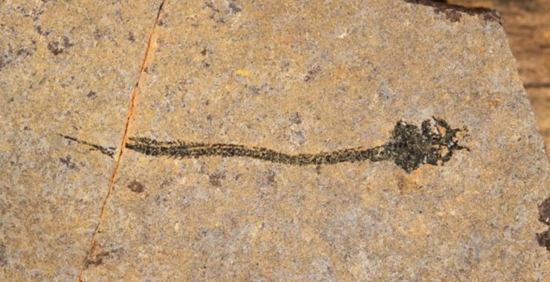 Secretul celor patru membre a fost descoperit: cum arăta creatura de acum jumătate de miliard de ani