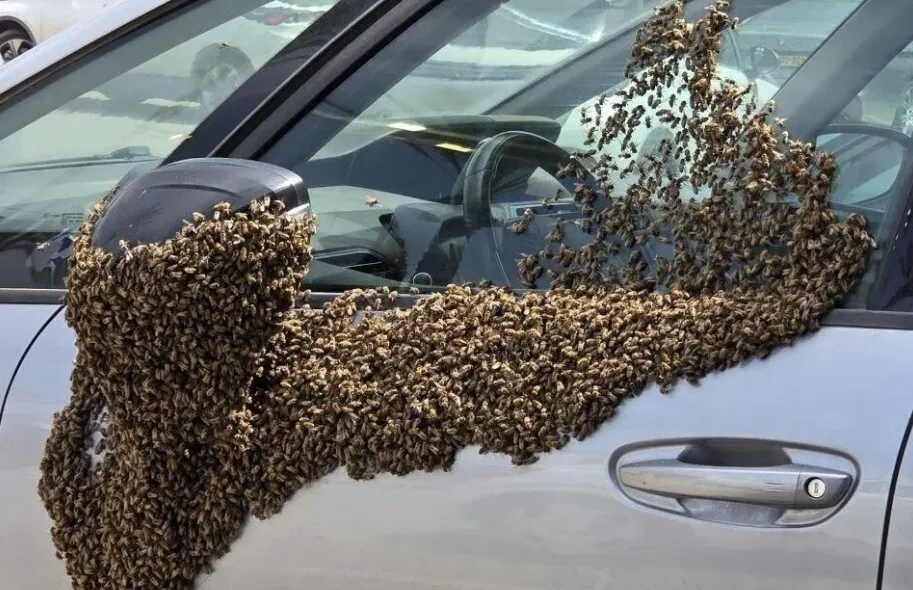 VIDEO Invazie neașteptată în Israel: Un oraș întreg a fost paralizat de zeci de mii de albine