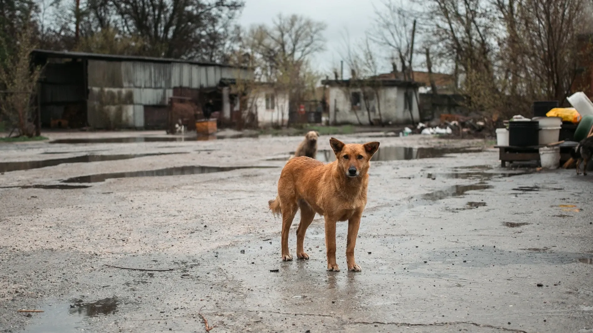 Câinii din Ucraina arată total diferit. Războiul și-a pus amprenta pe animalele al căror aspect s-a schimbat odată cu lupta pentru supraviețuire