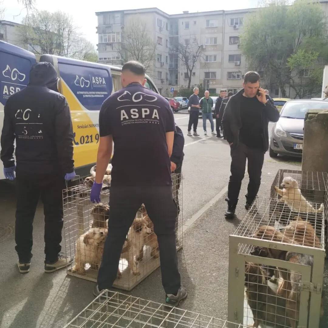 25 de câini care erau ţinuţi într-un apartament, în condiţii mizere, fără hrană, apă și tratamente medicale, preluaţi de ASPA
