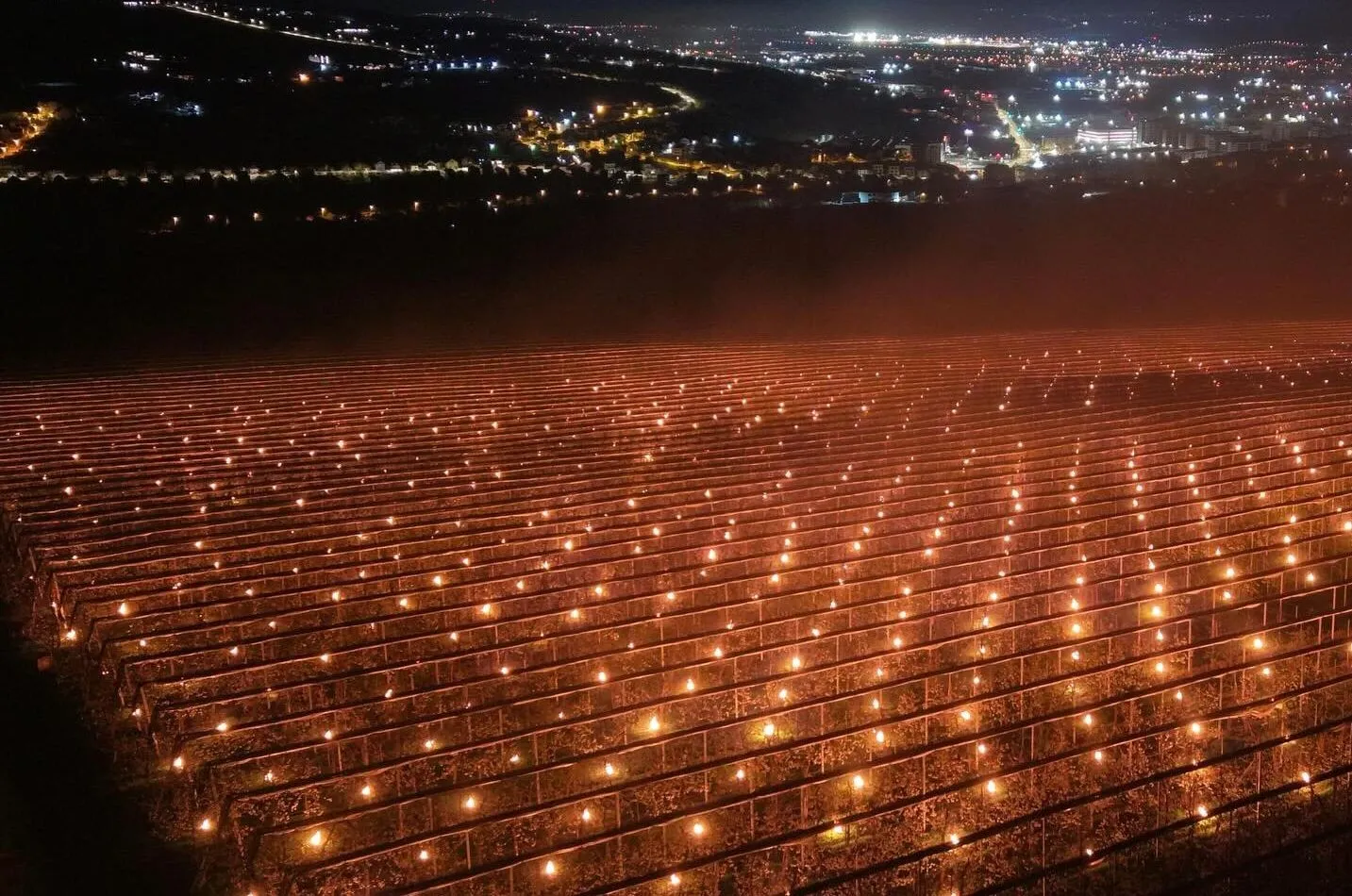 VIDEO „Azi-noapte am dat foc la 40.000 de euro”: Cum și-au salvat recolta proprietarii unei livezi din Cluj-Napoca