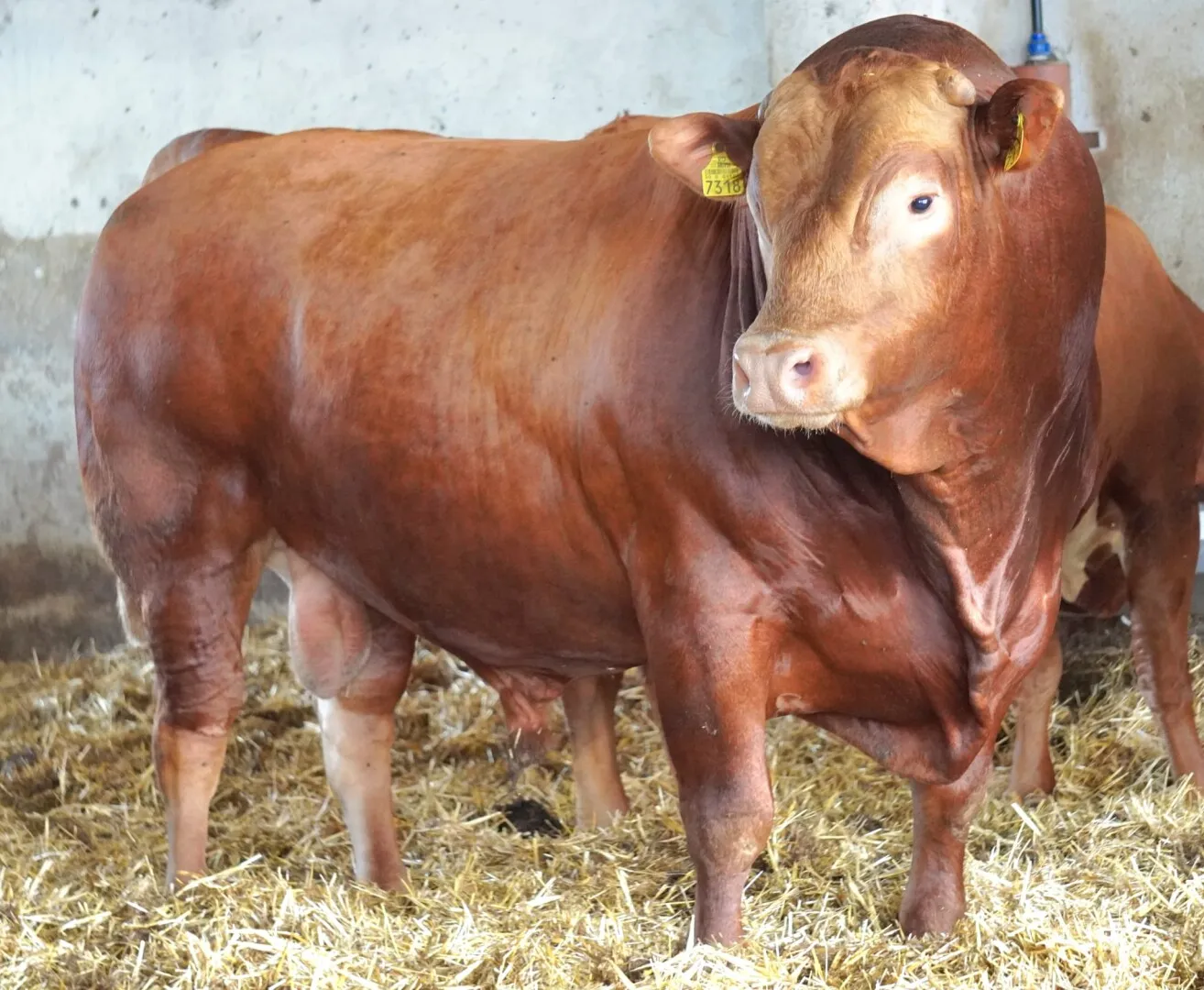 Antreprenorii din agricultură răspund pozitiv invitației la AgriXpo Brașov.