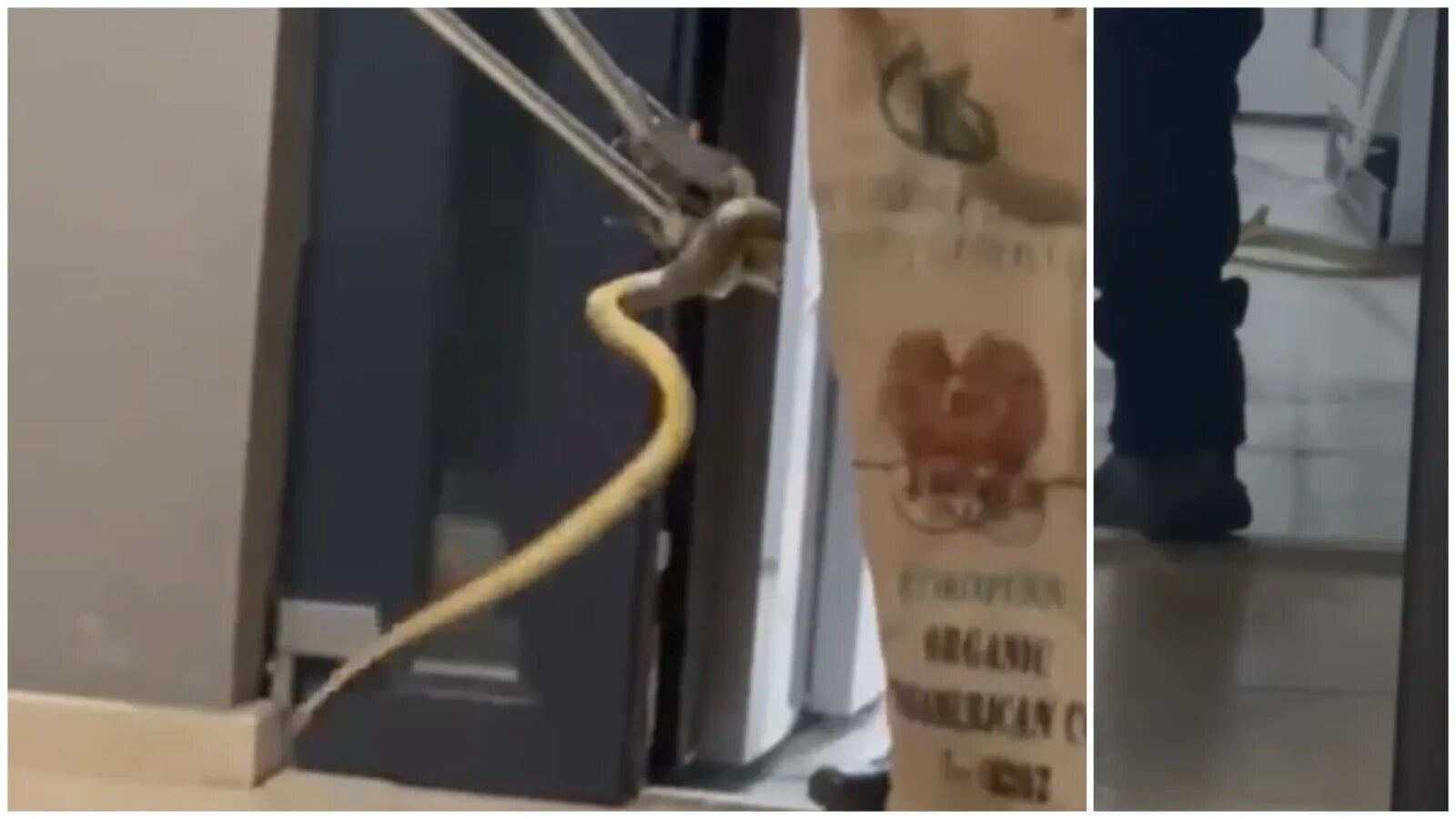 VIDEO Cină cu final neașteptat la sfârșit de sezon pe litoral: Clienții au încremenit - un șarpe de peste 1,5 metri a intrat într-un restaurant din Mamaia Sat