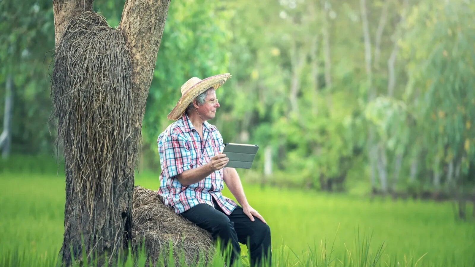 Un nou jucător intră în agricultură: Tot mai mulți fermieri folosesc inteligența artificială (studiu)