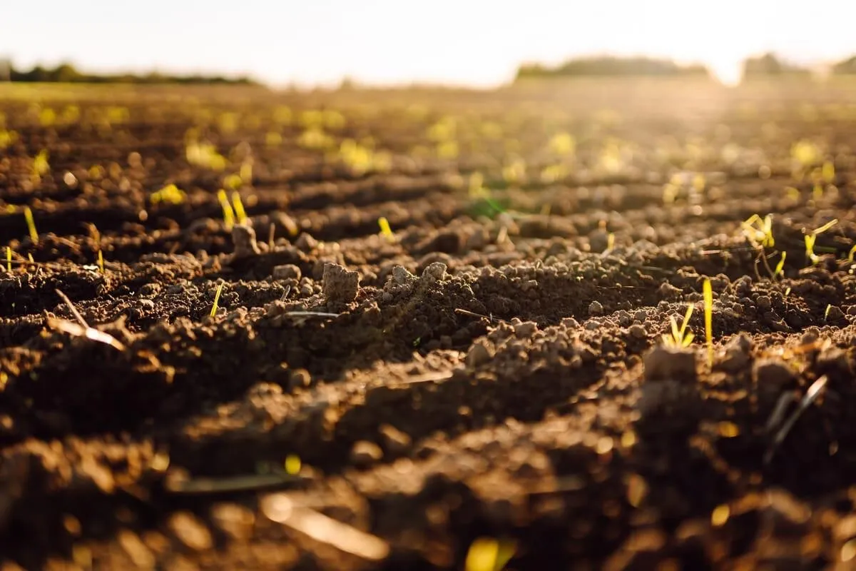 teren agricol teren agricol